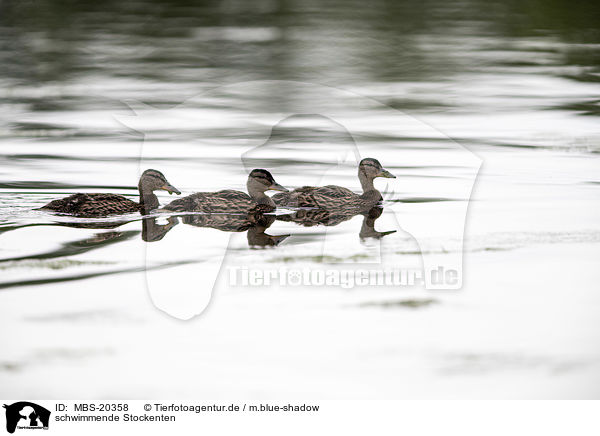 schwimmende Stockenten / swimming Mallards / MBS-20358