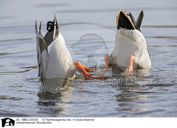 schwimmende Stockenten / swimming Mallards / MBS-20420