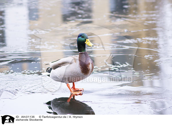 stehende Stockente / standing Mallard / AH-01136