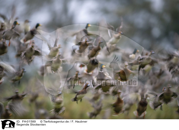 fliegende Stockenten / flying Mallards / FH-01589