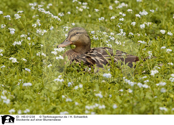 Stockente auf einer Blumenwiese / Mallard on a flower meadow / HS-01238