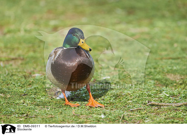 Stockente / mallard / DMS-09311