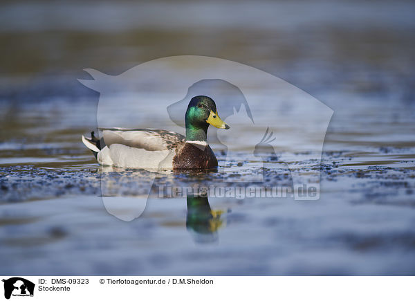 Stockente / mallard / DMS-09323