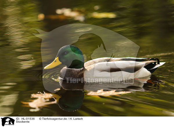 Stockente / mallard / HL-01536