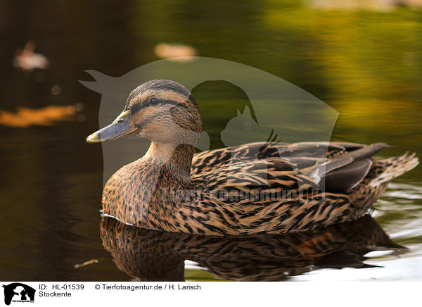 Stockente / mallard / HL-01539