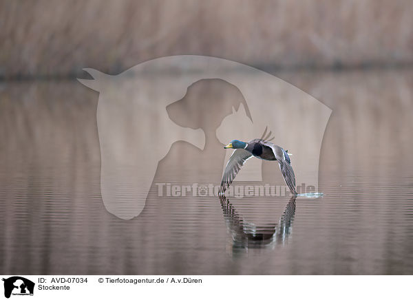 Stockente / mallard / AVD-07034