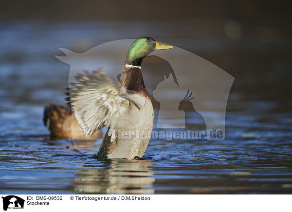 Stockente / mallard / DMS-09532