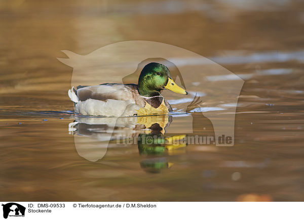 Stockente / mallard / DMS-09533