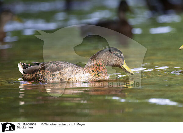 Stockenten / mallards / JM-08939