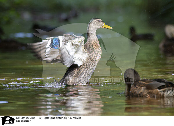Stockenten / mallards / JM-08950