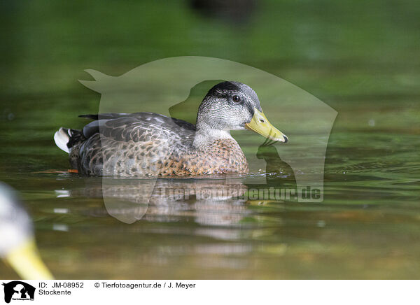 Stockente / mallard / JM-08952