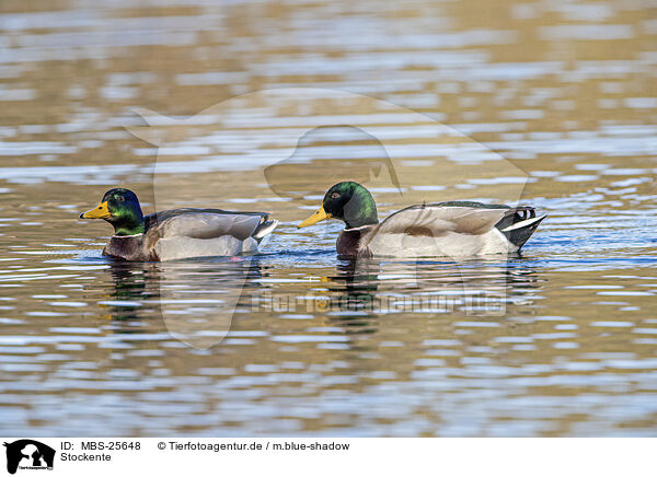 Stockente / mallard / MBS-25648