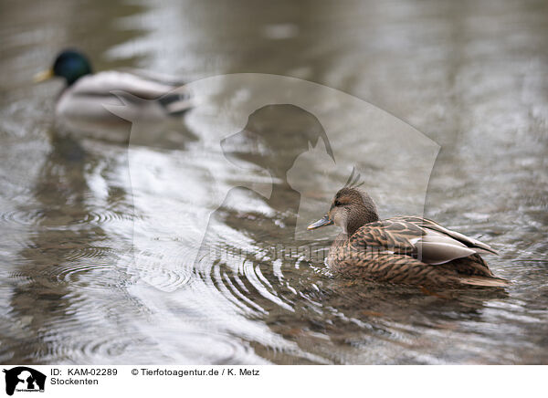 Stockenten / mallards / KAM-02289