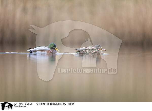 Stockenten / mallards / MAH-02606