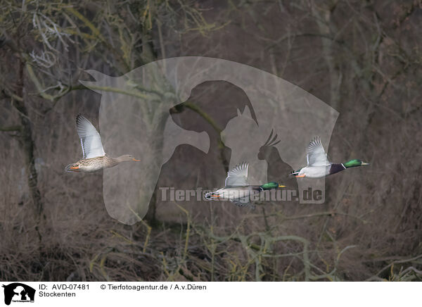 Stockenten / mallards / AVD-07481