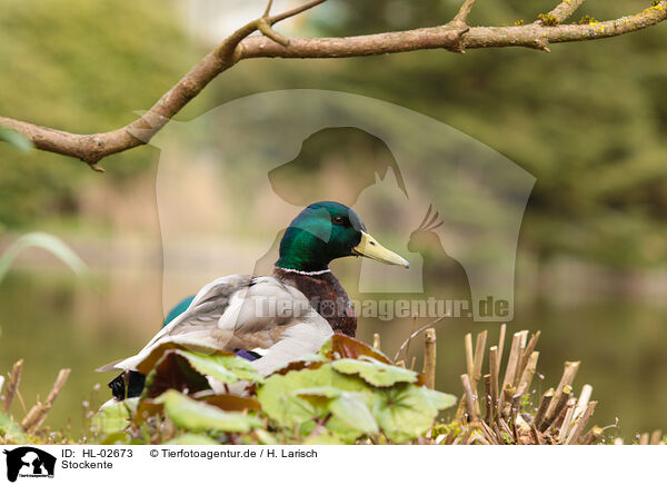 Stockente / mallard / HL-02673