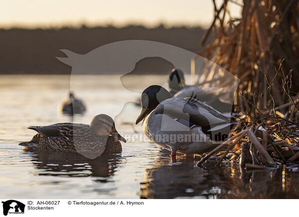 Stockenten / mallards / AH-06027