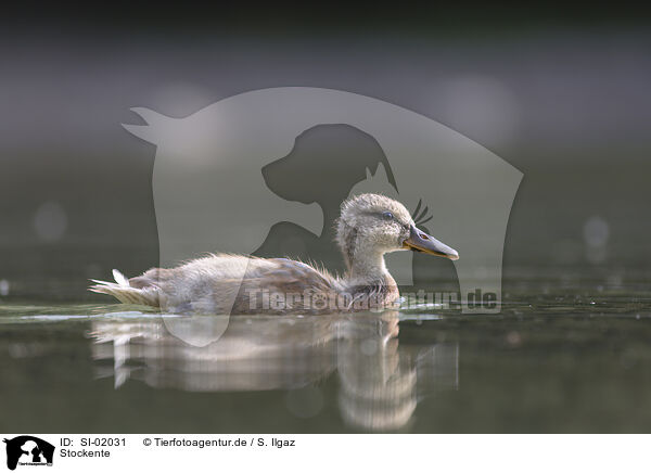 Stockente / mallard / SI-02031