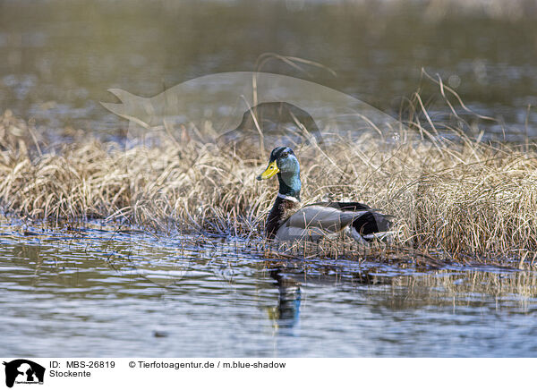 Stockente / mallard / MBS-26819