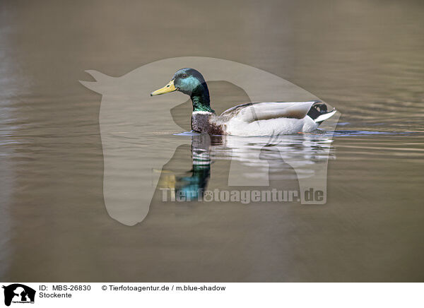 Stockente / mallard / MBS-26830