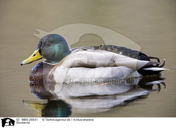 Stockente / mallard / MBS-26831