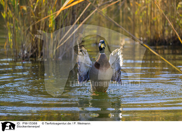 Stockentenerpel / mallard drake / PW-15368