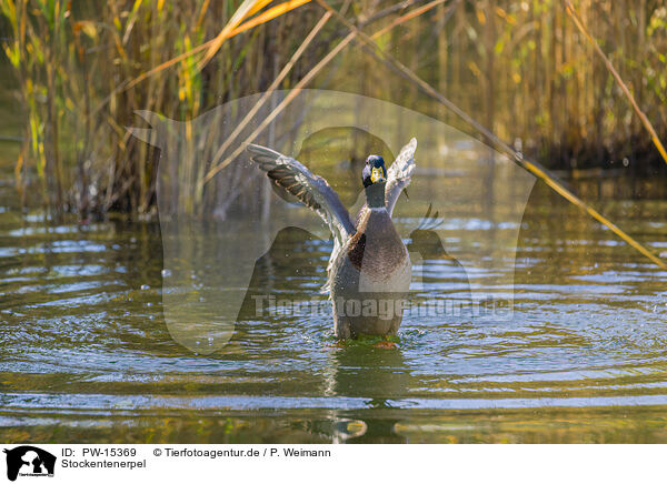 Stockentenerpel / mallard drake / PW-15369