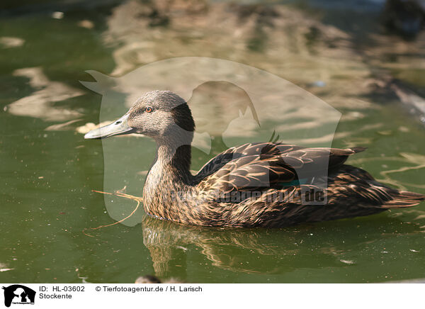 Stockente / mallard / HL-03602