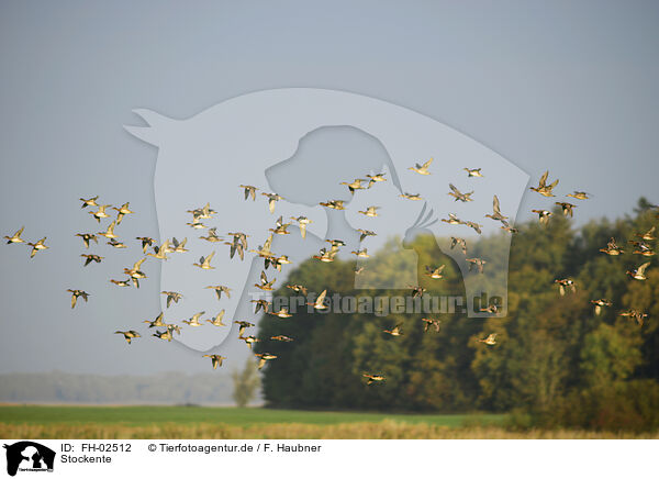 Stockente / FH-02512