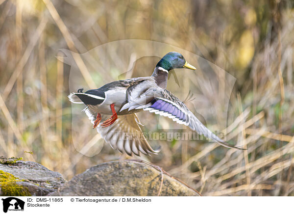 Stockente / Mallard / DMS-11865