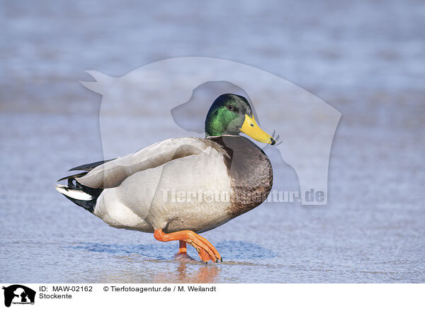 Stockente / mallard / MAW-02162