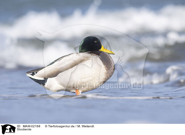 Stockente / mallard / MAW-02168