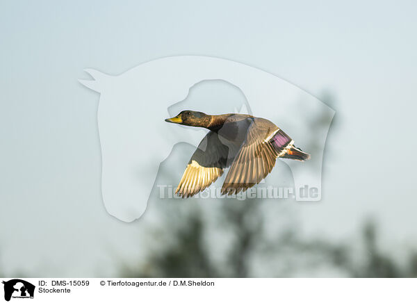 Stockente / wild duck / DMS-15059