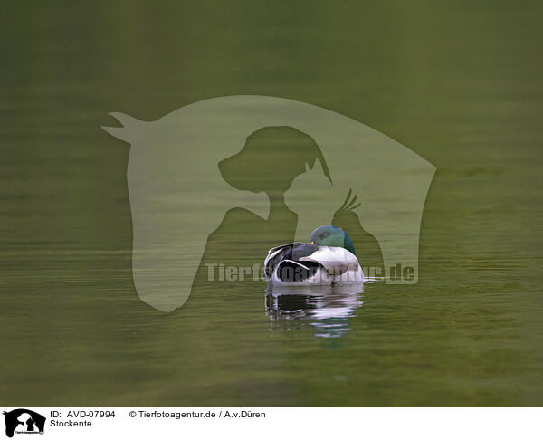 Stockente / mallard / AVD-07994