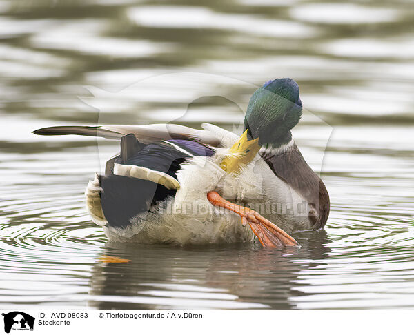 Stockente / mallard / AVD-08083