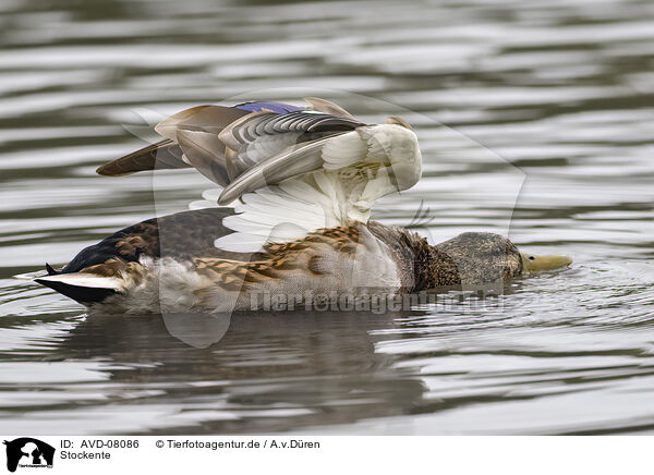 Stockente / AVD-08086