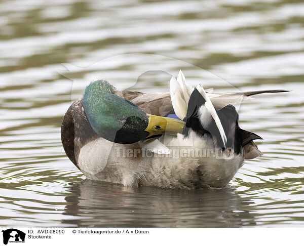 Stockente / mallard / AVD-08090