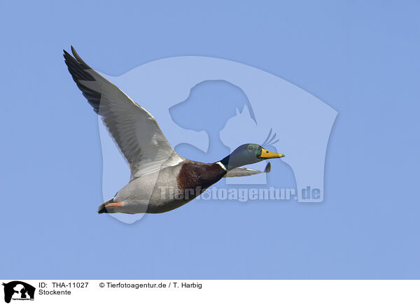 Stockente / mallard / THA-11027