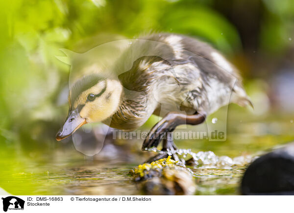 Stockente / DMS-16863