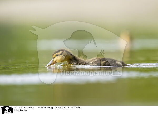 Stockente / DMS-16873