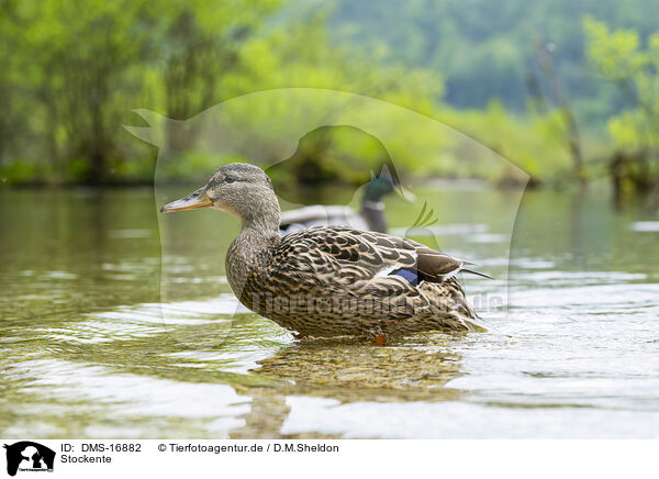 Stockente / DMS-16882
