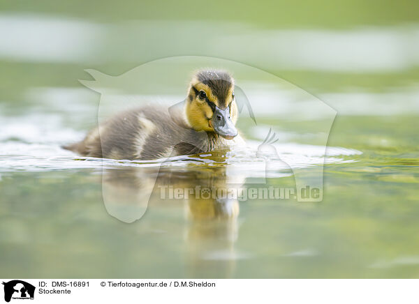 Stockente / mallard / DMS-16891