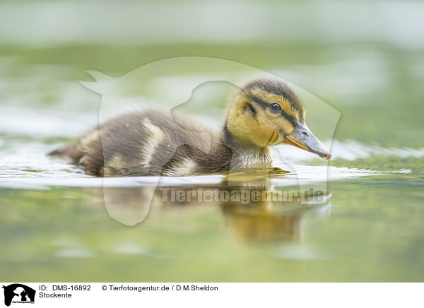 Stockente / DMS-16892