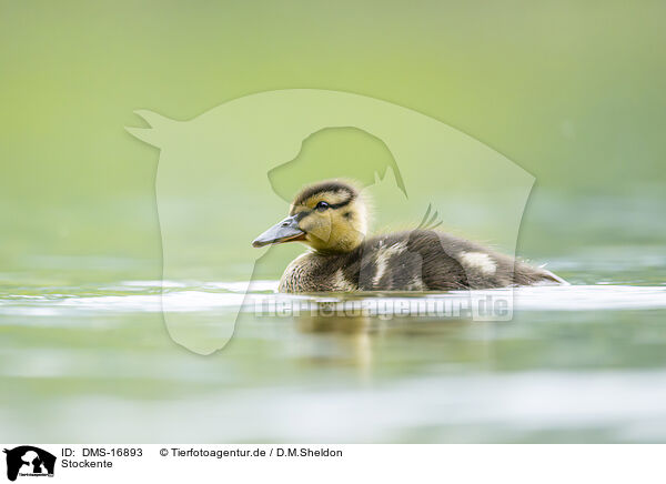 Stockente / mallard / DMS-16893