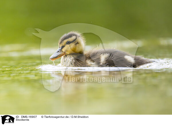 Stockente / mallard / DMS-16907