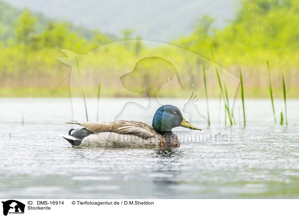 Stockente / mallard / DMS-16914