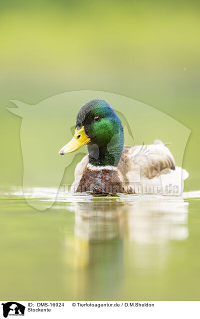 Stockente / mallard / DMS-16924