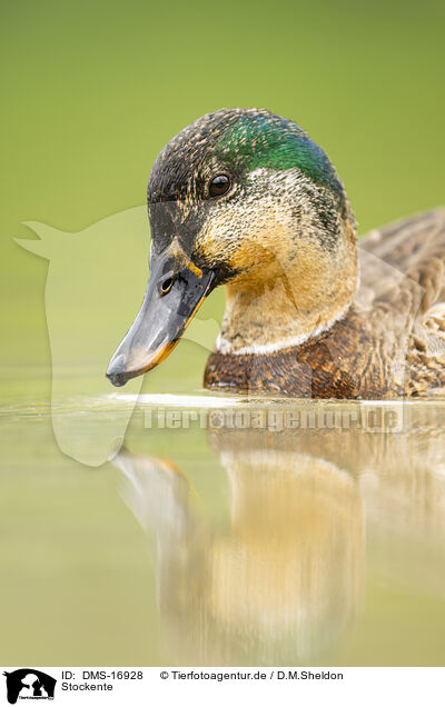 Stockente / mallard / DMS-16928