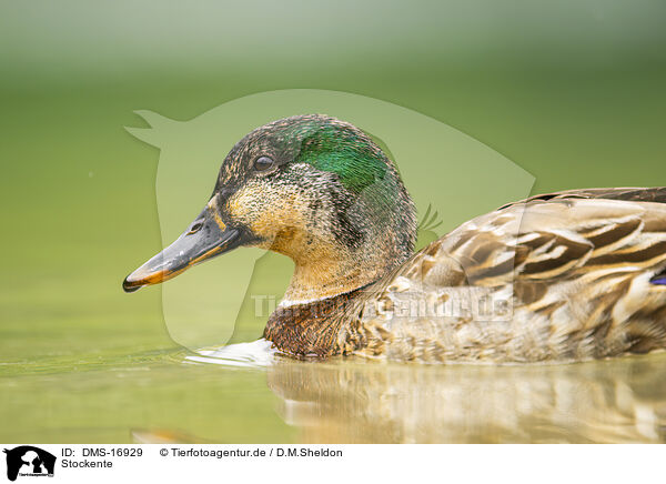 Stockente / mallard / DMS-16929