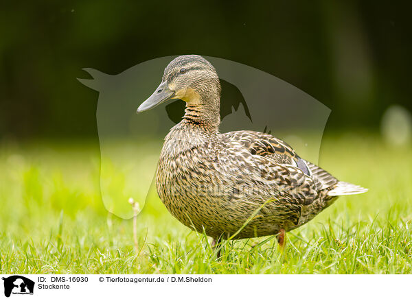 Stockente / mallard / DMS-16930